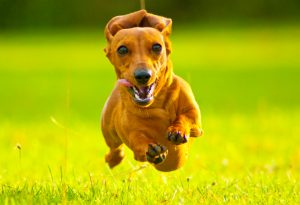 A Miniature Smooth Haired Dachshund running fast and flying through the air directly at the camera, in a grass field.