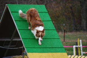 Red and white border collie descends the A-frame while competing in dog agility.