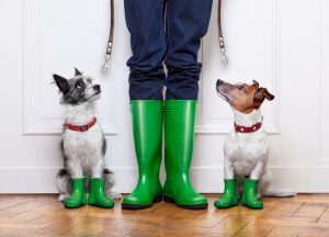 two terrier dogs waiting to go walkies in the rain at the front door at home with owner waiting