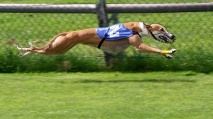 Greyhound_Racing_2_amk