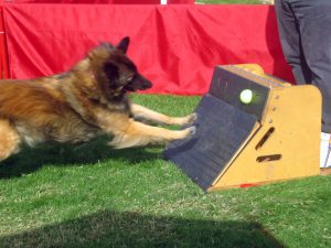 flyballbox_terv_wb