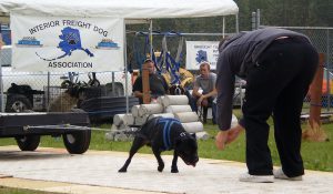 1280px-Dog_weight_pull