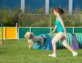 Agility är en rolig hundsport