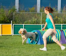 Agility är en rolig hundsport