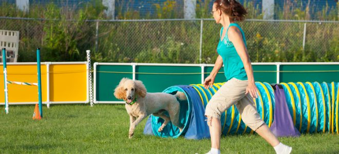 Agility är en rolig hundsport